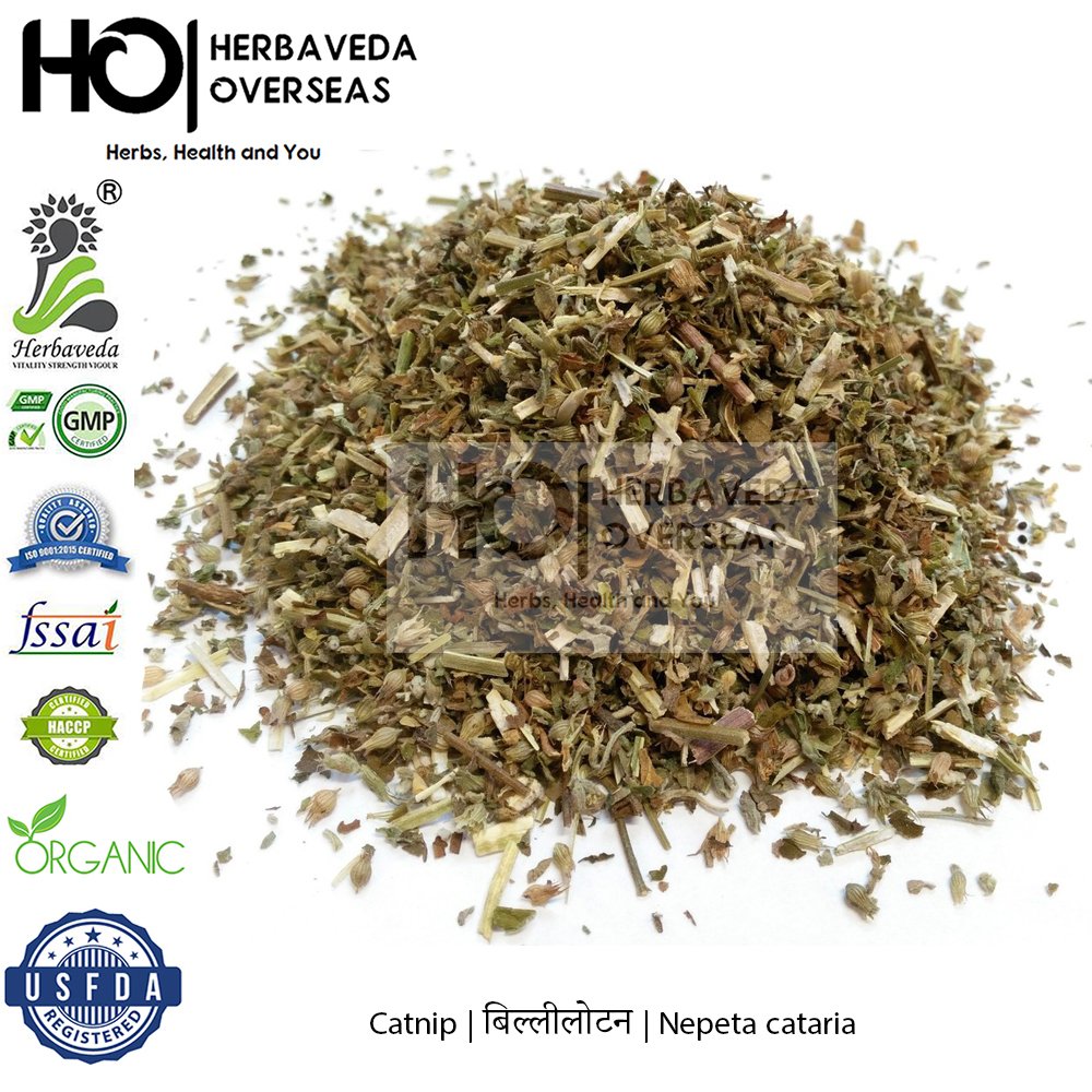 Catnip | बिल्लीलोटन| Nepeta cataria