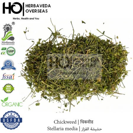 Chickweed | चिकवीड | Stellaria media