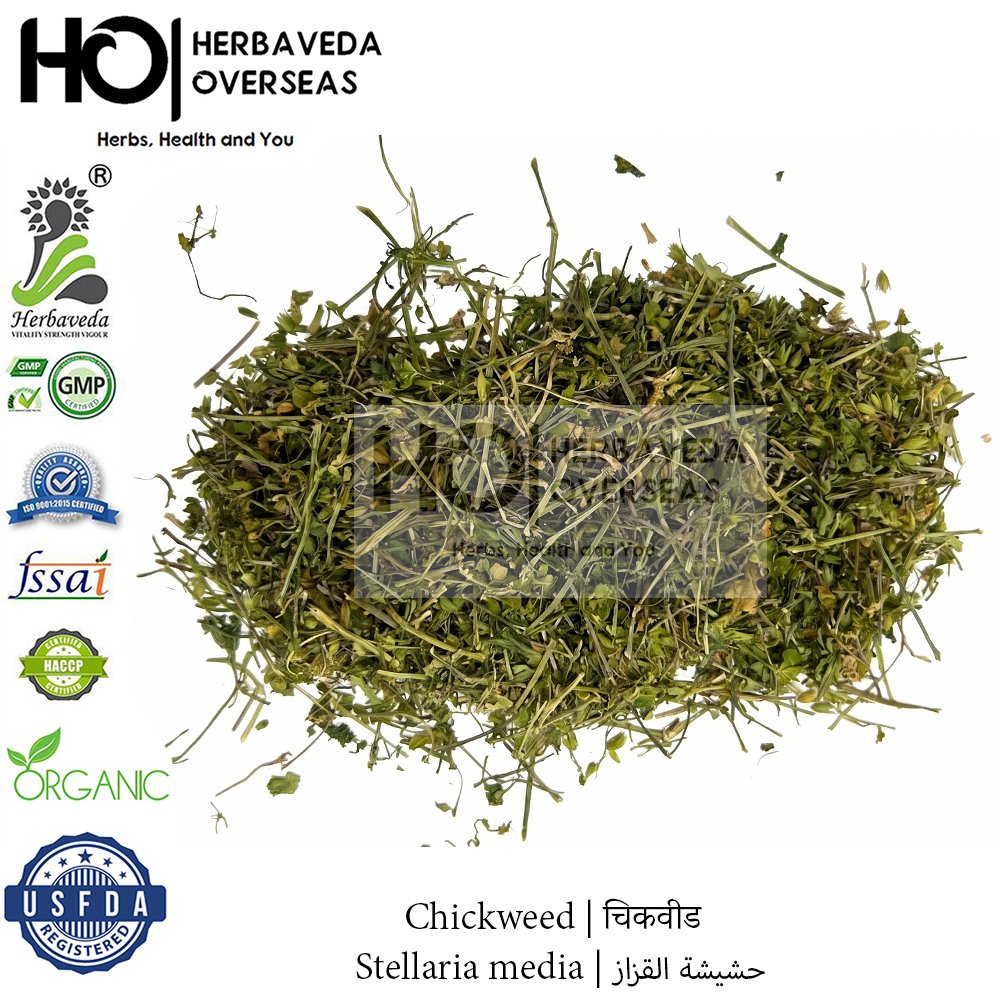Chickweed | चिकवीड | Stellaria media
