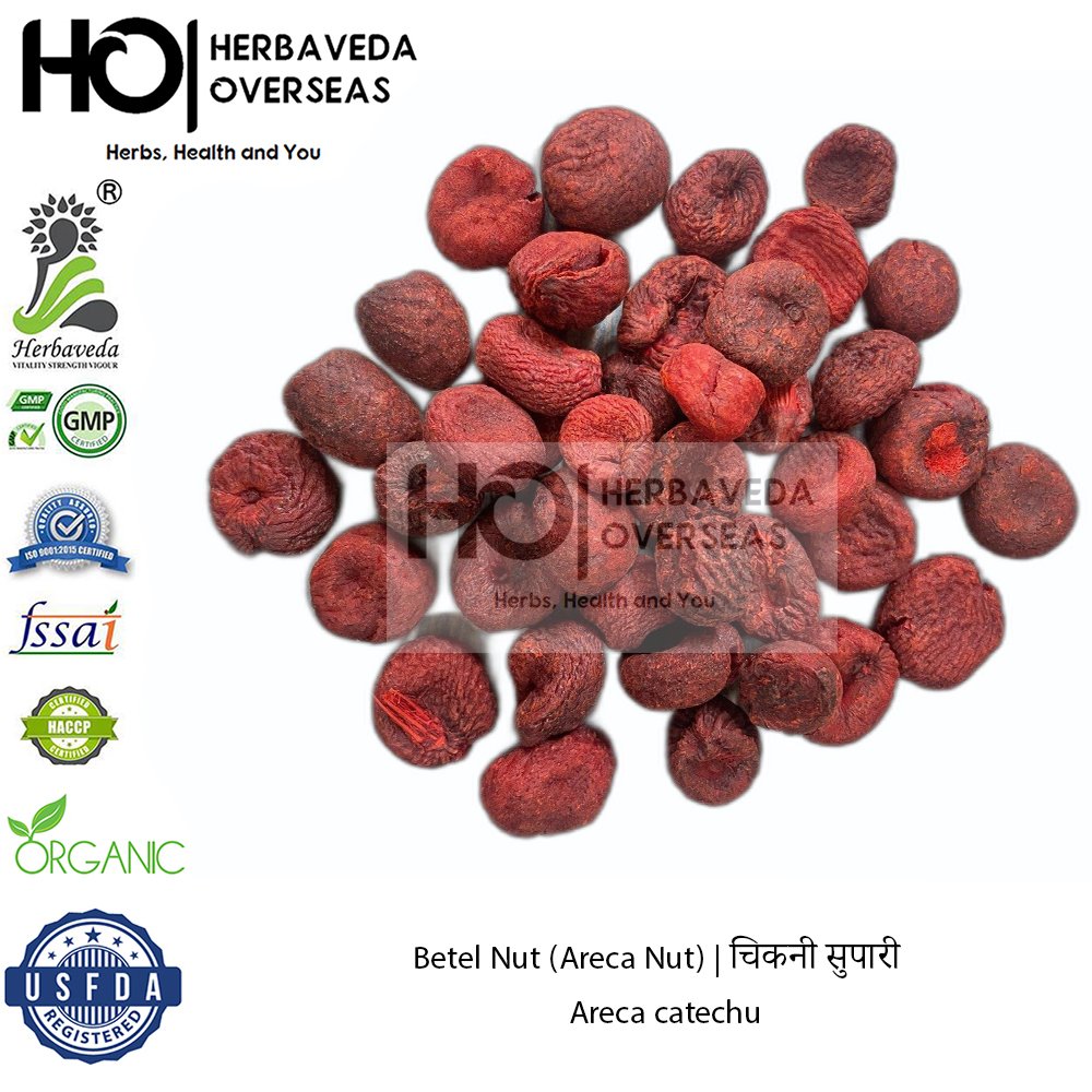 Betel Nut (Areca Nut) | चिकनी सुपारी | Areca catechu