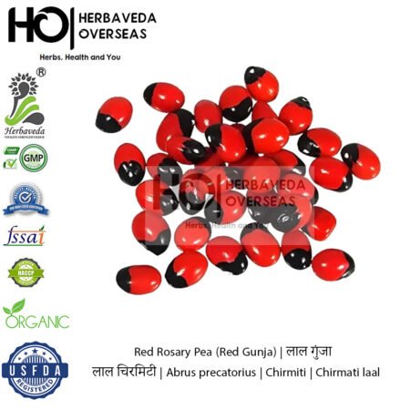 Red Rosary Pea (Red Gunja) | लाल गुंजा / लाल चिरमिटी | Abrus precatorius