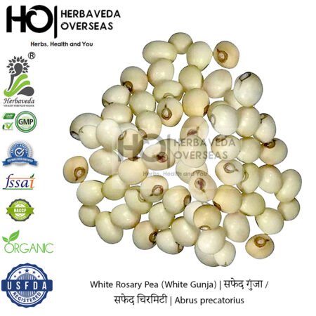White Rosary Pea (White Gunja) | सफेद गुंजा / सफेद चिरमिटी | Abrus precatorius