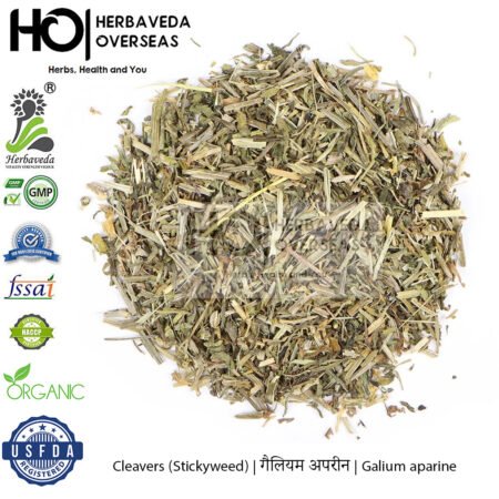 Cleavers (Stickyweed) | गैलियम अपरीन | Galium aparine