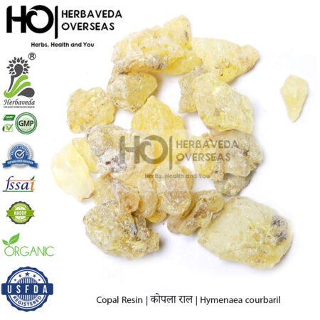 Copal Resin | कोपला राल | Hymenaea courbaril