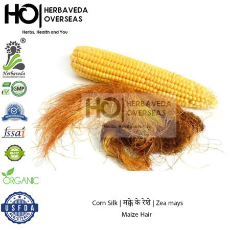Corn Silk | मक्के के रेशे | Zea mays