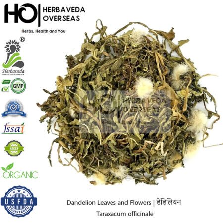 Dandelion Leaves and Flowers | डेंडिलियन | Taraxacum officinale