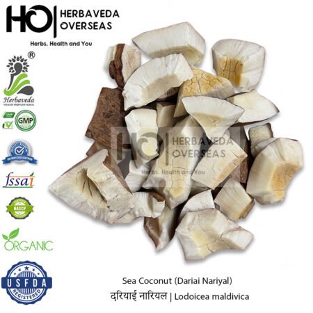 Sea Coconut (Dariai Nariyal) | दरियाई नारियल | Lodoicea maldivica