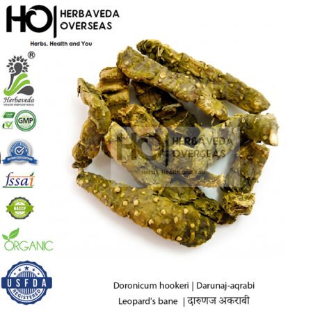 Doronicum hookeri | Darunaj-aqrabi Leopard's bane  | दारुणज अकराबी