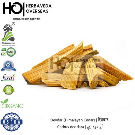 Devdar (Himalayan Cedar) | देवदार | Cedrus deodara