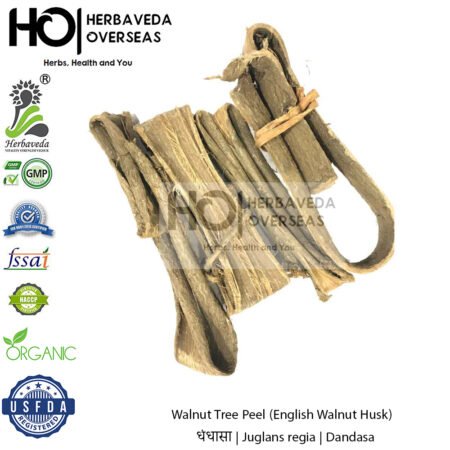 Dandasa |Walnut Tree Peel (English Walnut Husk) | धंधासा | Juglans regia