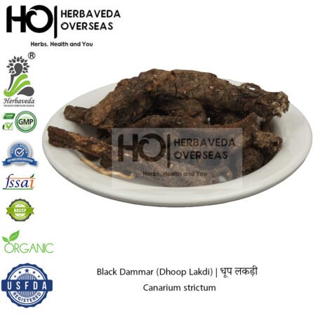 Black Dammar (Dhoop Lakdi) | धूप लकड़ी | Canarium strictum