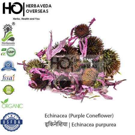 Echinacea (Purple Coneflower) | इकिनेशिया | Echinacea purpurea