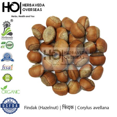 Findak (Hazelnut) | फिंदक | Corylus avellana