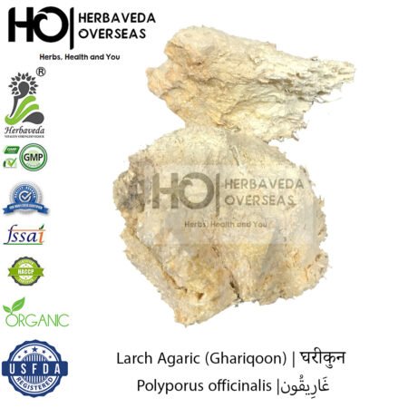 Larch Agaric (Ghariqoon) | घरीकुन | Polyporus officinalis
