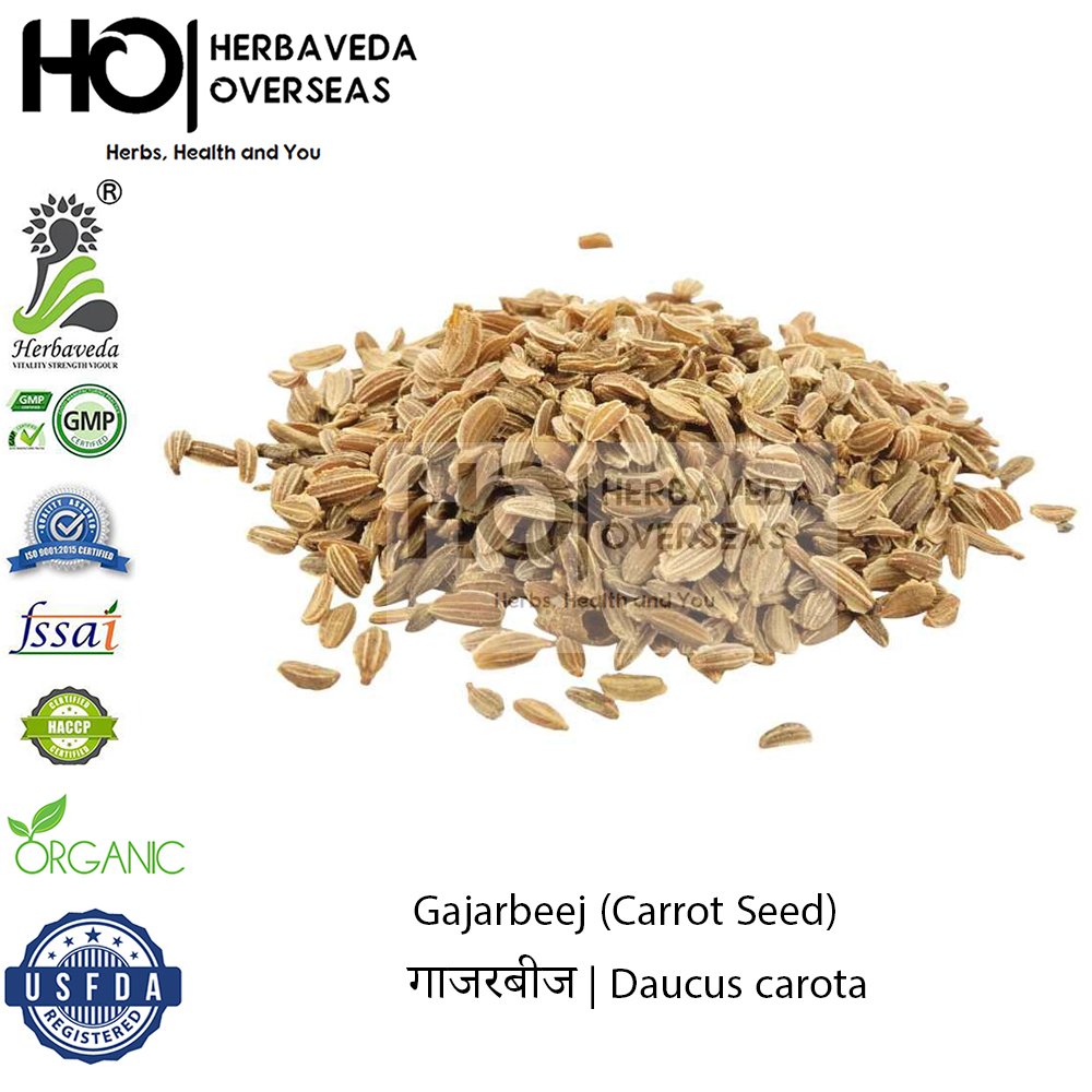 Gajarbeej (Carrot Seed) | गाजरबीज | Daucus carota