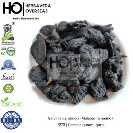 Garcinia Cambogia (Malabar Tamarind) | गार्सिनिया कैम्बोजिया | Garcinia gummi-gutta | Kokum