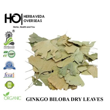 Ginkgo Biloba (Maidenhair Tree) | जिन्कगो बिलोबा | Ginkgo biloba