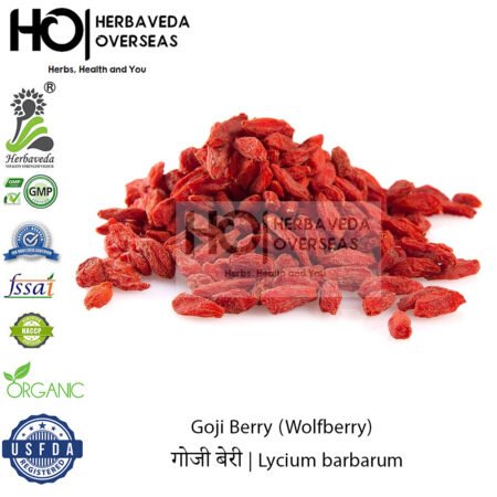 Goji Berry (Wolfberry) | गोजी बेरी | Lycium barbarum