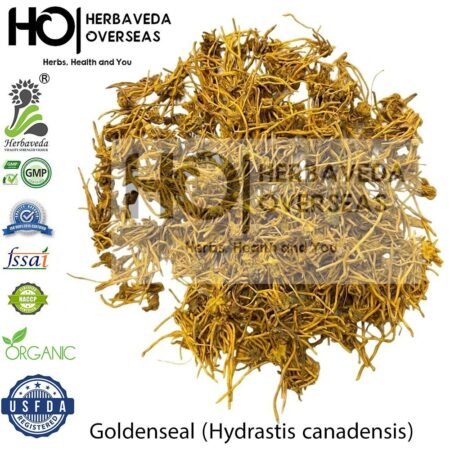 Golden Seal Root | गोल्डन सील | Hydrastis canadensis