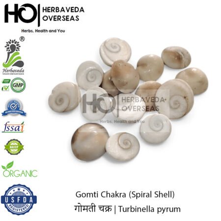 Gomti Chakra (Spiral Shell) | गोमती चक्र | Turbinella pyrum