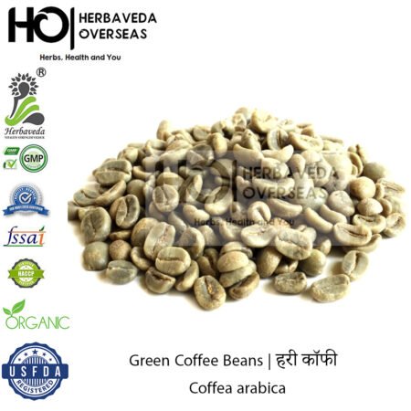 Green Coffee Beans | हरी कॉफी | Coffea arabica