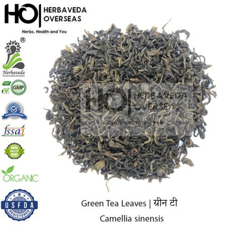 Green Tea Leaves | ग्रीन टी | Camellia sinensis