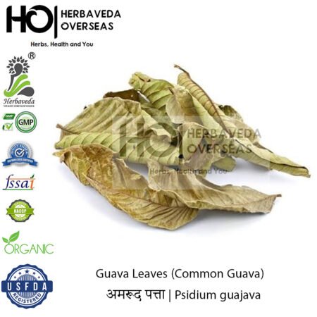 Guava Leaves (Common Guava) | अमरूद पत्ता | Psidium guajava