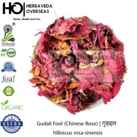 Gudail Fool (Chinese Rose) | गुड़हल | Hibiscus rosa-sinensis
