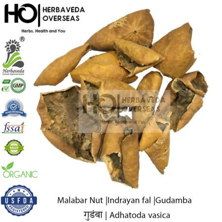 Gudamba (Bitter Apple) | गुडंबा | Momordica balsamina