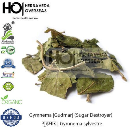 Gymnema |Gudmar| (Sugar Destroyer) | गुड़मार | Gymnema sylvestre