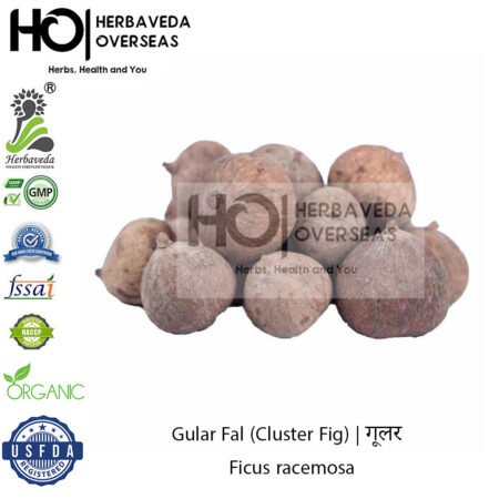Gular Phal (Cluster Fig) | गूलर | Ficus racemosa