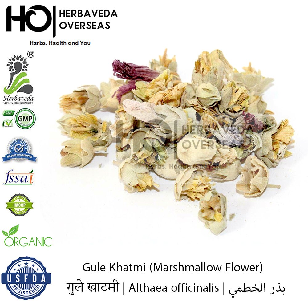Gule Khatmi (Marshmallow Flower) | गुले खाटमी | Althaea officinalis