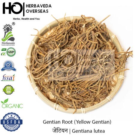 Gentian Root (Yellow Gentian) | जेंटियन | Gentiana lutea