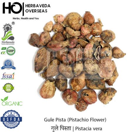 Gule Pista (Pistachio Flower) | गुले पिस्ता | Pistacia vera