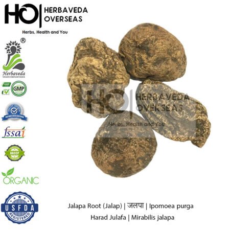 Jalapa Root (Jalap) | जलपा | Ipomoea purga | Harad Julafa | Mirabilis jalapa