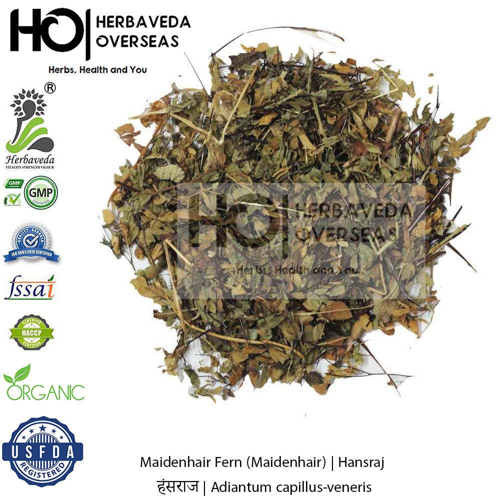 Maidenhair Fern (Maidenhair) |Hansraj| हंसराज | Adiantum capillus-veneris