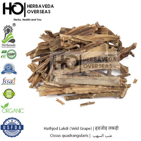 Hathjod Lakdi (Veld Grape) | हडजोड़ लकड़ी | Cissus quadrangularis