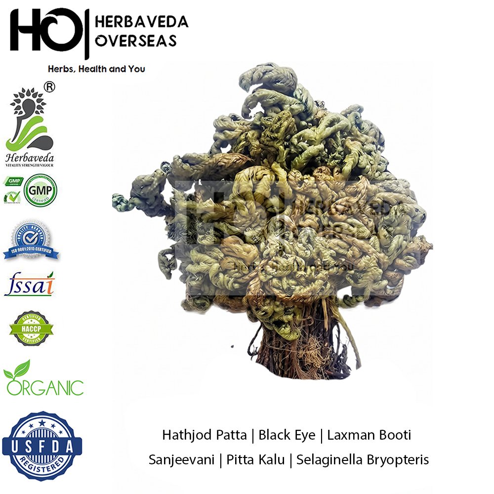 Hathjod Patta | Black Eye | Laxman Booti | Sanjeevani | Pitta Kalu | Selaginella Bryopteris