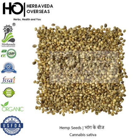Hemp Seeds | भांग के बीज | Cannabis sativa