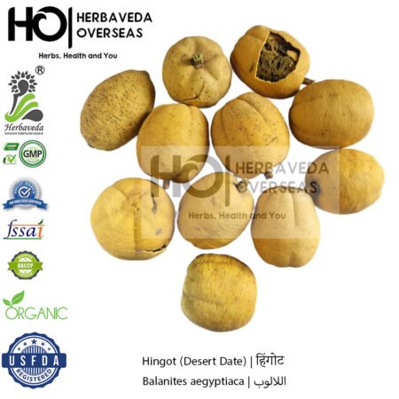 Hingot (Desert Date) | हिंगोट | Balanites aegyptiaca