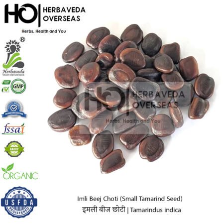 Imli Beej Choti (Small Tamarind Seed) | इमली बीज छोटी | Tamarindus indica