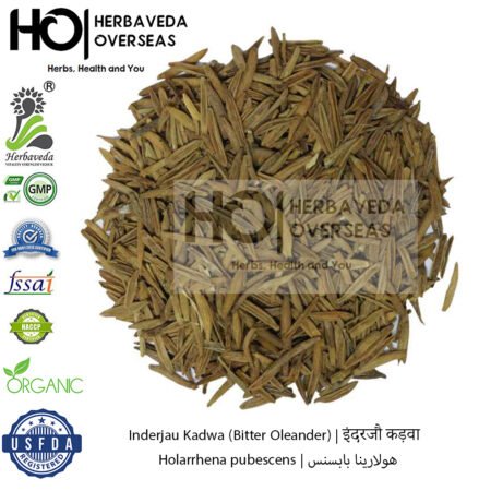 Inderjau Kadwa (Bitter Oleander) | इंदरजौ कड़वा | Holarrhena pubescens
