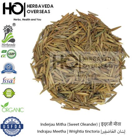 Inderjau Mitha (Sweet Oleander) | इंदरजौ मीठा |Indrajau Meetha | Wrightia tinctoria