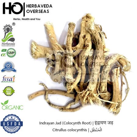 Indrayan Jad (Colocynth Root) | इंद्रायण जड़ | Citrullus colocynthis