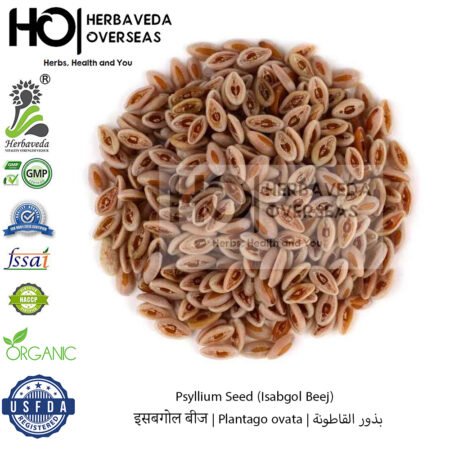 Psyllium Seed (Isabgol Beej) | इसबगोल बीज | Plantago ovata