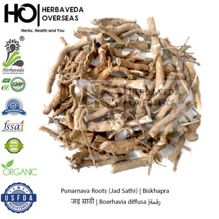 Punarnava Roots (Jad Sathi) | जड़ साठी | Boerhavia diffusa