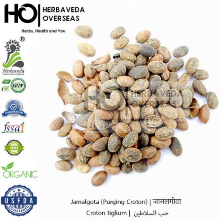 Jamalgota (Purging Croton) | जामलगोटा | Croton tiglium