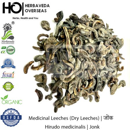 Medicinal Leeches (Dry Leeches) | जोंक | Hirudo medicinalis