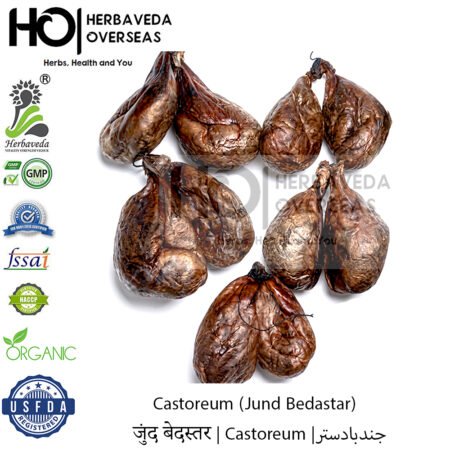 Castoreum (Jund Bedastar) | जुंद बेदस्तर | Castoreum