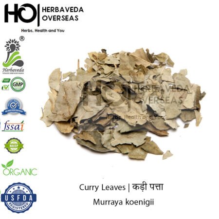 Curry Leaves | कड़ी पत्ता | Murraya koenigii